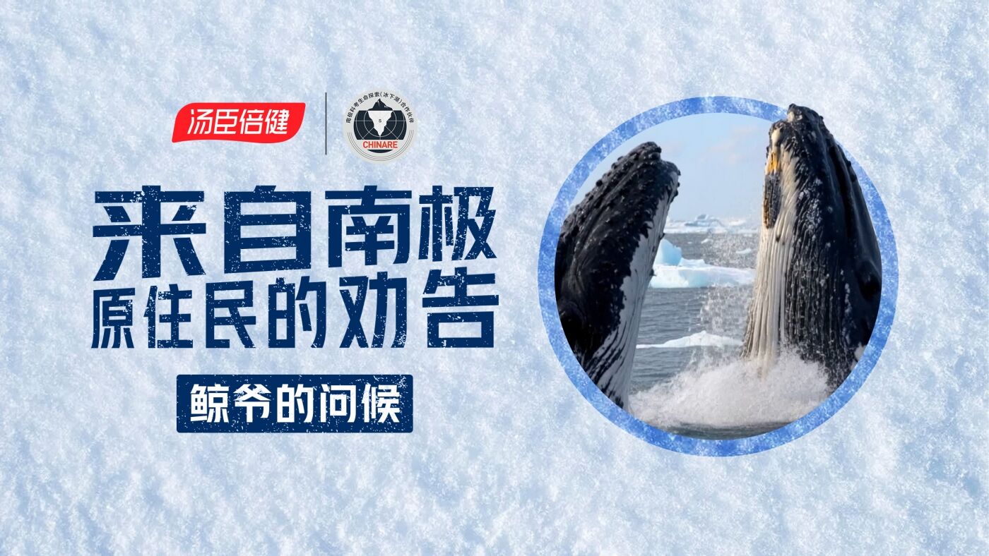 广告人干货库 汤臣倍健《敢探极境》番外:南极原住民的劝告?我不听!-广告人干货库