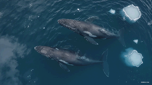 汤臣倍健《敢探极境》番外：南极原住民的劝告？我不听！-广告人干货库