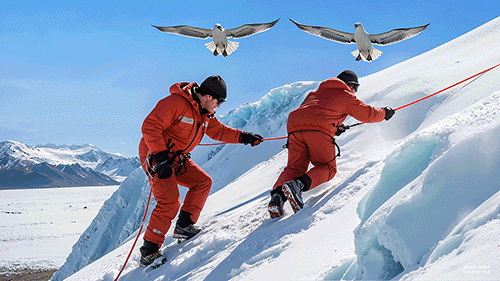 汤臣倍健《敢探极境》番外：南极原住民的劝告？我不听！-广告人干货库