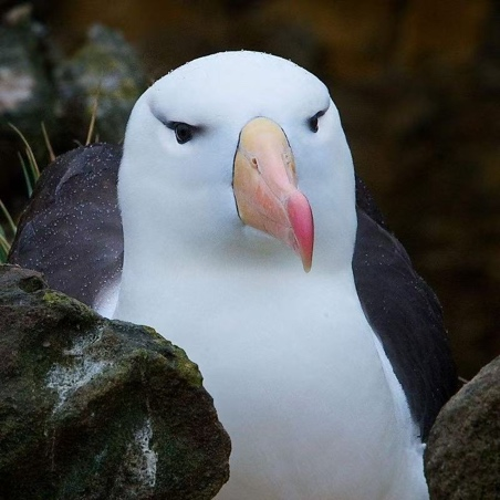 汤臣倍健《敢探极境》番外：南极原住民的劝告？我不听！-广告人干货库