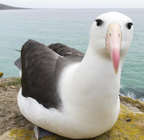 汤臣倍健《敢探极境》番外：南极原住民的劝告？我不听！-广告人干货库