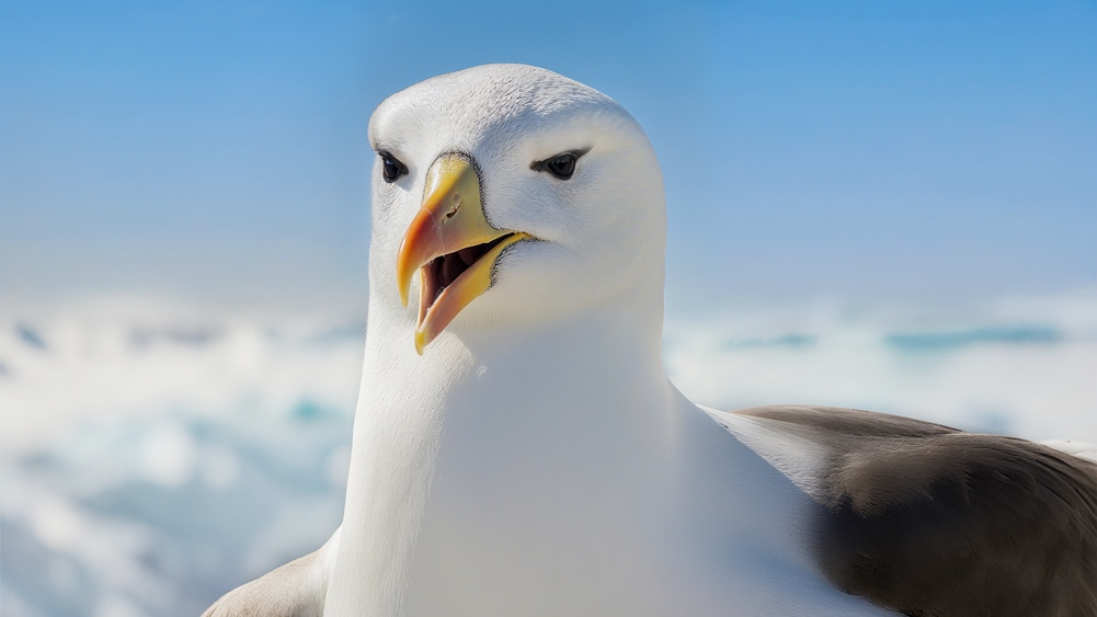 汤臣倍健《敢探极境》番外：南极原住民的劝告？我不听！-广告人干货库