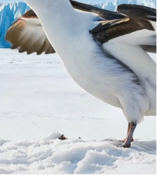 汤臣倍健《敢探极境》番外：南极原住民的劝告？我不听！-广告人干货库