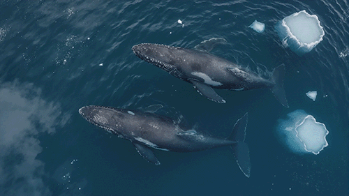 汤臣倍健《敢探极境》番外：南极原住民的劝告？我不听！-广告人干货库