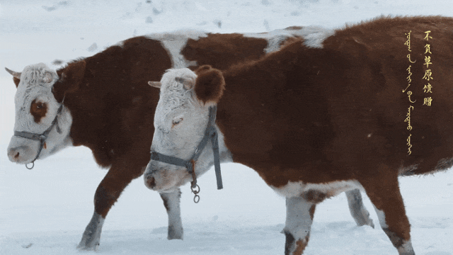 伊利草原酸奶：大事很妙！成吉思汗的酸奶秘方被我们挖出来了-广告人干货库