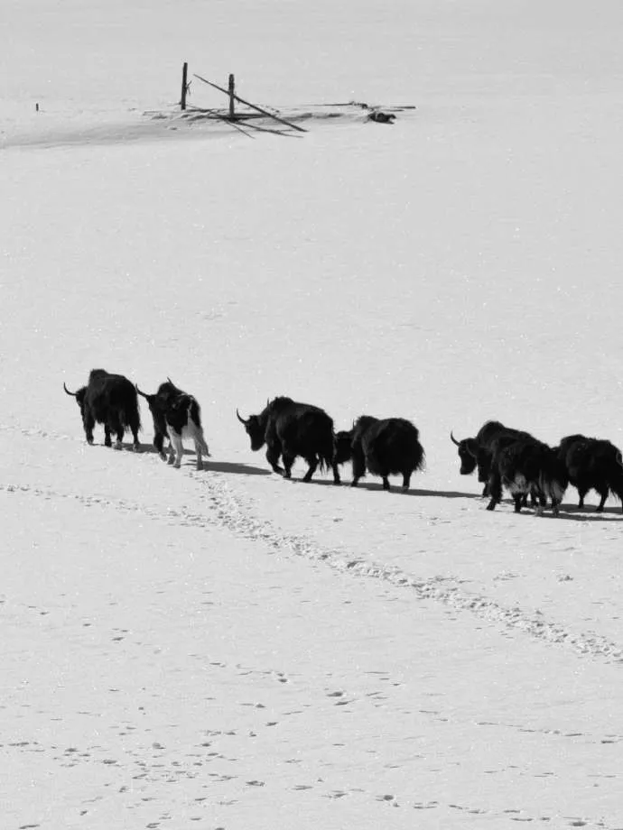 2025年爆款茶饮案例!它们凭何突围?-广告人干货库