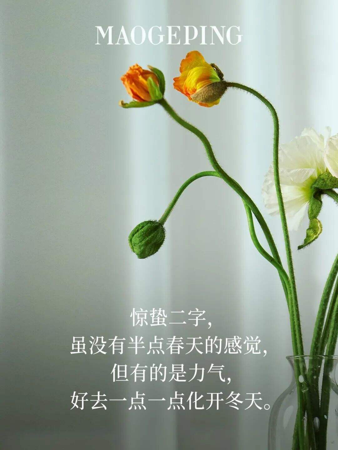 广告人干货库 毛戈平:张小斐的「生长蛰学」-广告人干货库