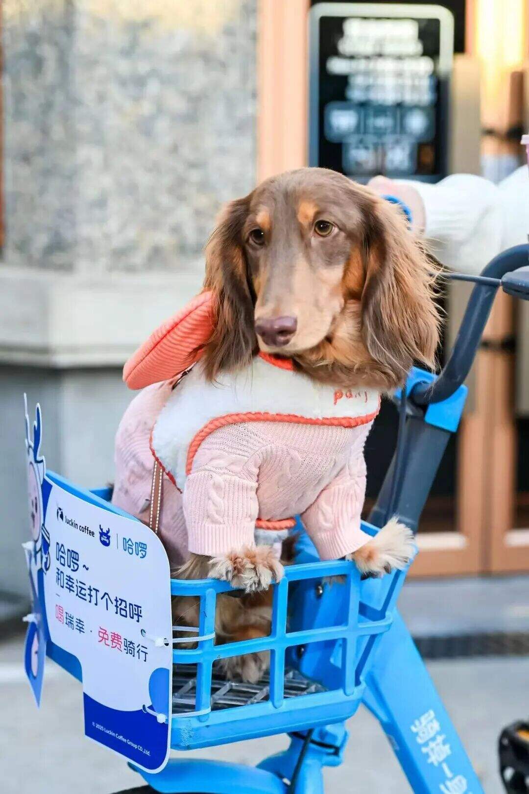 广告人干货库 哈啰 X 瑞幸:迈出通勤路变消费场的第一步-广告人干货库