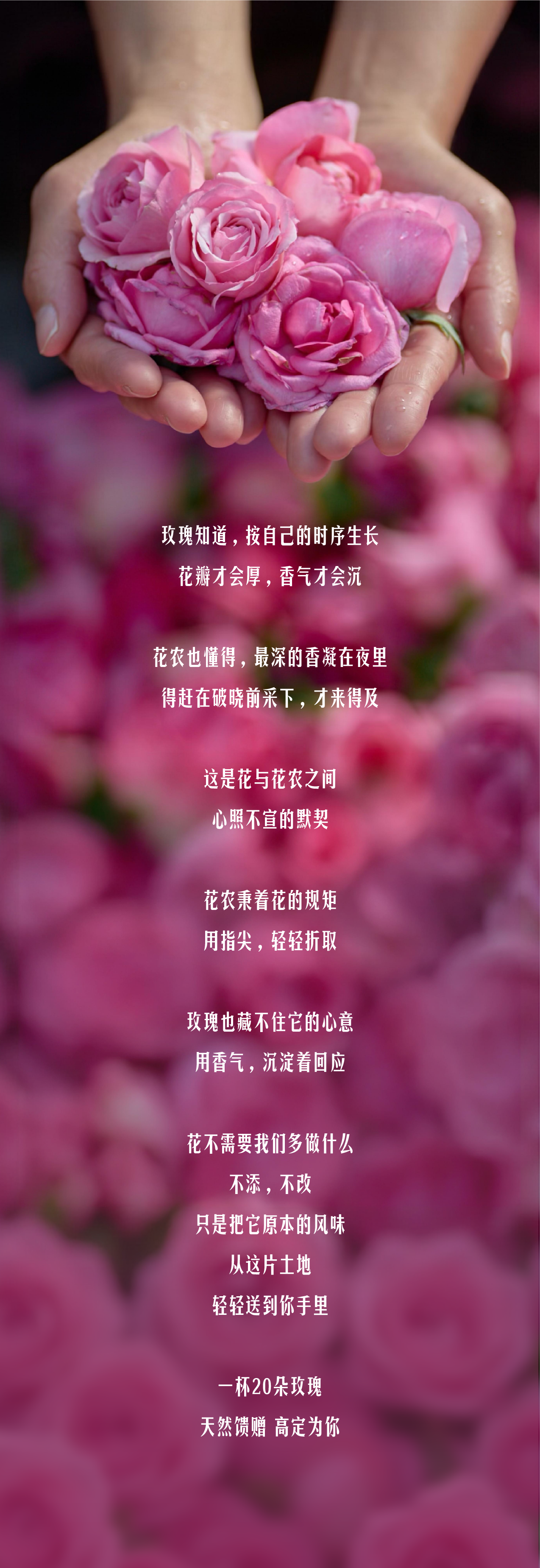 广告人干货库 星巴克「玫瑰20」:花与花农,高定为你-广告人干货库