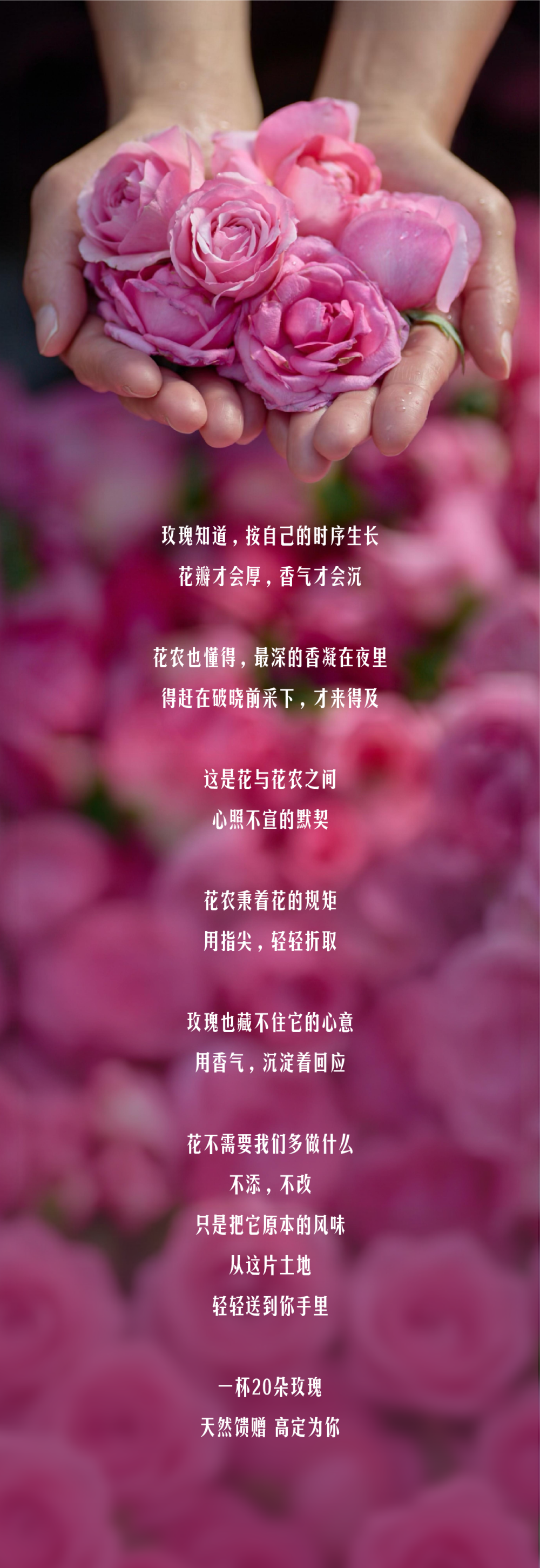 星巴克「玫瑰20」：花与花农，高定为你-广告人干货库