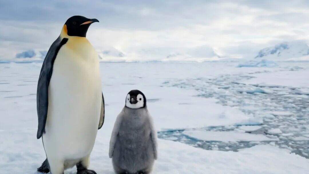 美的集团地球日广告：Earth Day · Birthday-广告人干货库