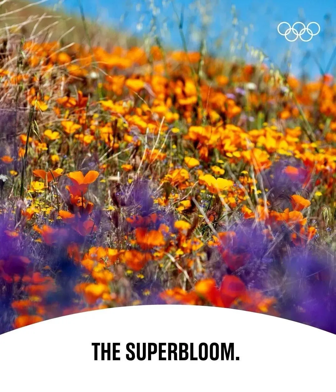 2028洛杉矶奥运会，视觉系统正式亮相！-广告人干货库