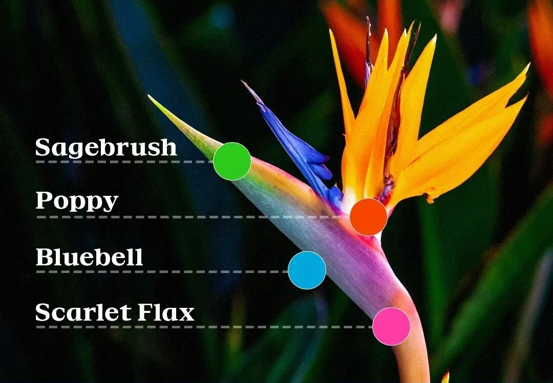 2028洛杉矶奥运会，视觉系统正式亮相！-广告人干货库