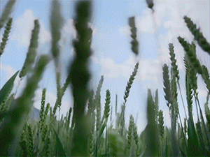 伊利×刘震云：《奶的玩笑》，真不开玩笑-广告人干货库