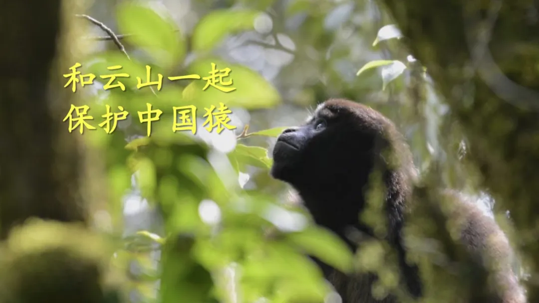 地球版叠叠乐：别手欠，抽走的可能是人类的明天-广告人干货库