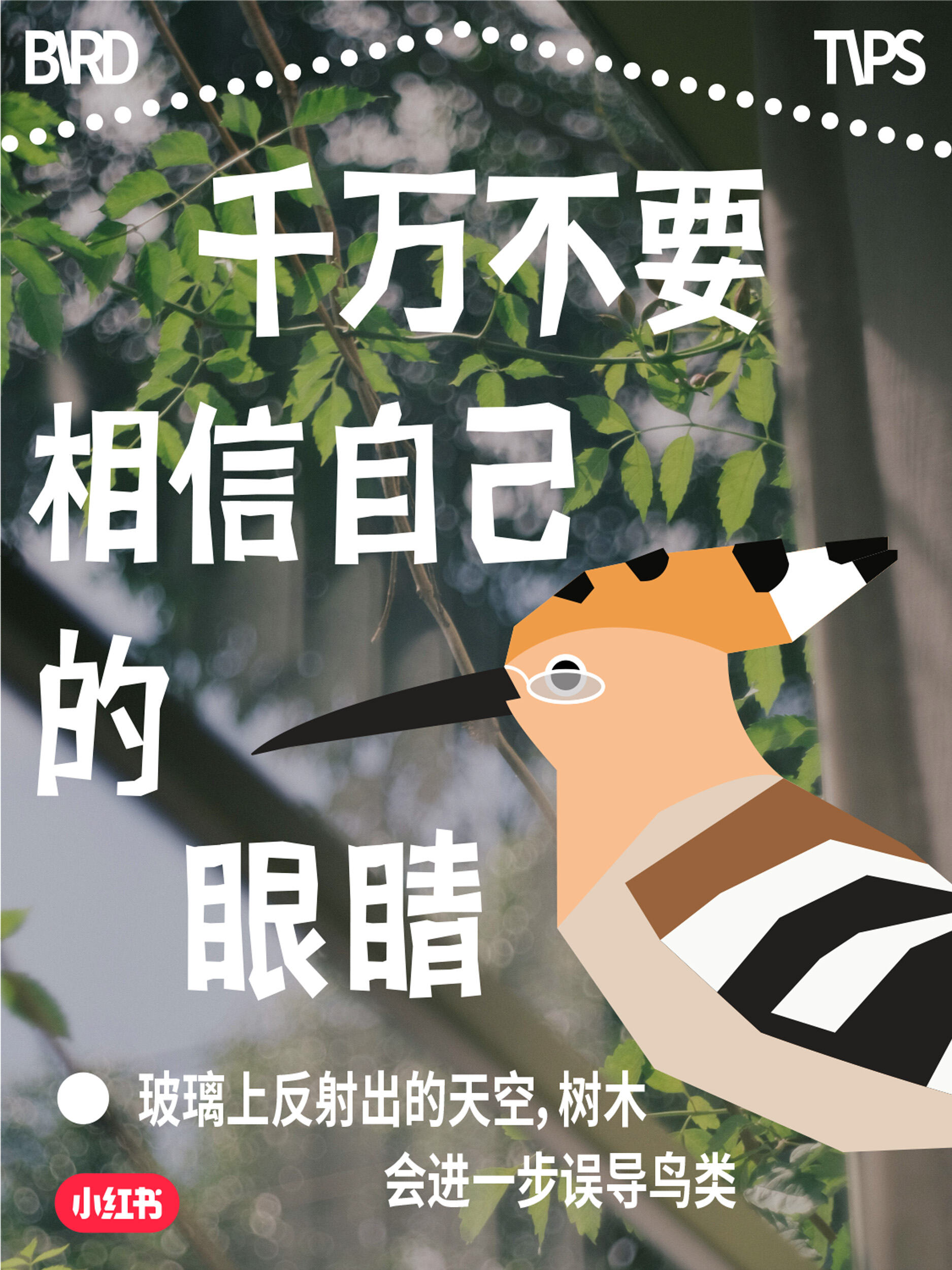 小红书爱鸟日公益：这场玻璃更新，改变了我的世界-广告人干货库