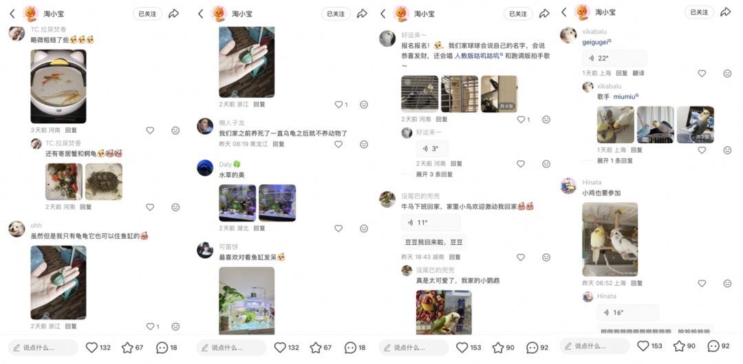 广告人干货库 淘小宝联名的风,刮到了异宠界-广告人干货库