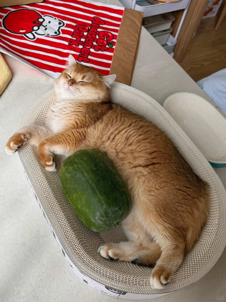 盒马给猫咪出了款乘凉小冬瓜-广告人干货库