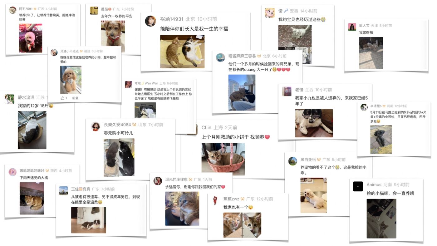 广告人干货库 天猫绿动生活公益短片:垃圾堆不是它们的家-广告人干货库