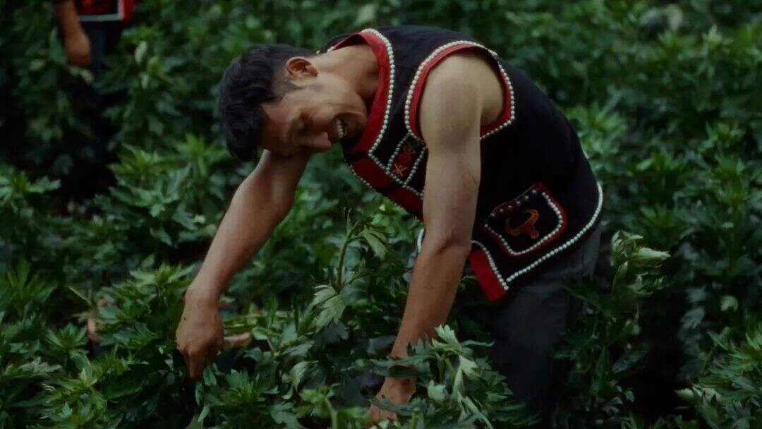 云南白药×周深：深信土地的人，会长出自己的山河-广告人干货库